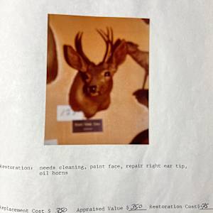 Cous Deer #154 by The Foster's Curator  Image: 1983 collection appraisal 