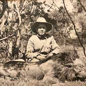 Lion #4 by The Foster's Curator  Image: Bill Foster Hunting Photo Collection 