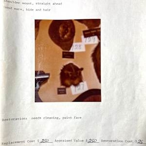 Badger #156 by The Foster's Curator  Image: 1983 collection appraisal 