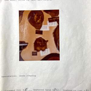 Barn Owl #155 by The Foster's Curator  Image: 1983 collection appraisal 