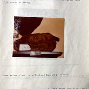 Duck Billed Platypus #140 by The Foster's Curator  Image: 1983 collection appraisal 