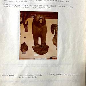 Kodiak Bear #130 by The Foster's Curator  Image: 1983 collection appraisal 