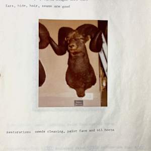 Bighorn Sheep #189 *Big Game Record North America* by The Foster's Curator  Image: 1983 collection appraisal 