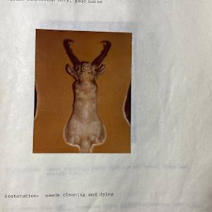 Antelope #123 by The Foster's Curator  Image: 1983 collection appraisal 