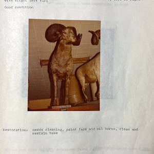 Bighorn Sheep #120 by The Foster's Curator  Image: 1983 collection appraisal 