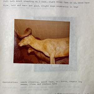 Fannin Sheep #119 by The Foster's Curator  Image: 1983 collection appraisal 