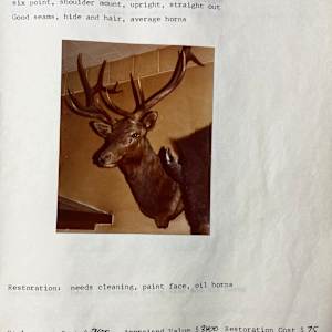 Elk #98 by The Foster's Curator  Image: 1983 collection appraisal 