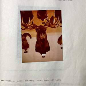 Moose #122 by The Foster's Curator  Image: 1983 collection appraisal 