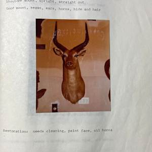 Red Lechwe #94 by The Foster's Curator  Image: 1983 collection appraisal 