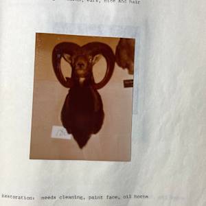 Barbary Sheep #93 by The Foster's Curator  Image: 1983 collection appraisal 
