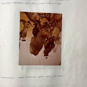 Elk #92 by The Foster's Curator  Image: 1983 collection appraisal 