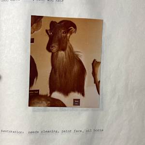Himalayan Tahr #107 by The Foster's Curator  Image: 1983 collection appraisal 