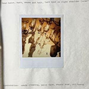 Sika deer #90 by The Foster's Curator  Image: 1983 collection appraisal 