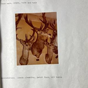 Red Deer #113 by The Foster's Curator  Image: 1983 collection appraisal 