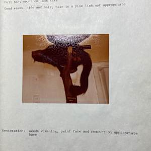 Binturong #86 by The Foster's Curator  Image: 1983 collection appraisal 