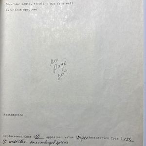 White Rhinoceros #85 by The Foster's Curator  Image: 1983 collection appraisal (photo missing)