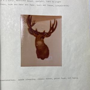 Mule Deer #193 by The Foster's Curator  Image: 1983 collection appraisal 