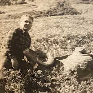Bighorn Sheep #188 *Big Game Record North America* by The Foster's Curator  Image: Bill Foster Hunting Photo Collection 