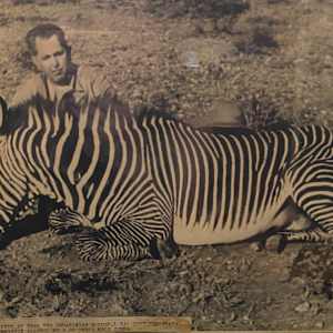 Grevy's Zebra #1 by The Foster's Curator  Image: “Grevey’s Zebra shot near the Abbisinian border. I was very fortunate the Game Commission allowed me two of these male zebra.” 
