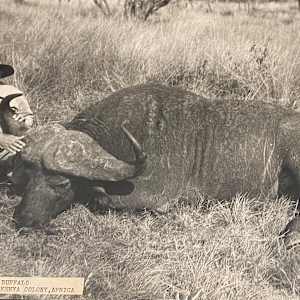 Cape Buffalo #77 by The Foster's Curator  Image: “ Large African Cape Buffalo killed in southern Kenya Colony, Africa. “