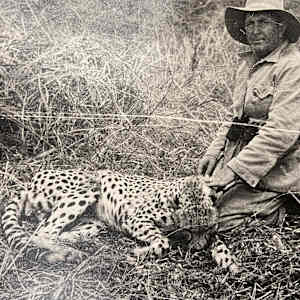Cheetah #121 by The Foster's Curator  Image: Bill Foster Hunting Photo Collection 
