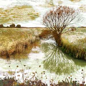 Treescape 11 | Amber and Rust by Claire Gill Fine Art