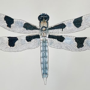 Dragonfly by Meg Holgate