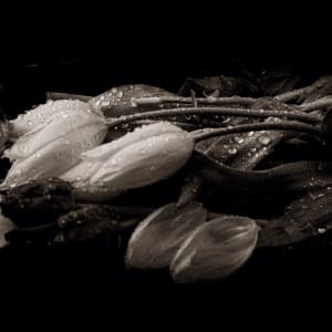 Tulips And Rain by Ann-Marie Stillion
