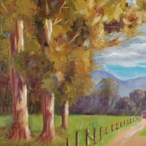 Los Olivos Eucalyptus, Image 1.