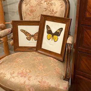 framed vintage lithograph butterfly with orange and black 