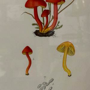 chromolithograph of mushrooms circa 1910 