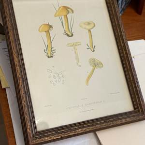 chromolithograph of mushrooms circa 1910 