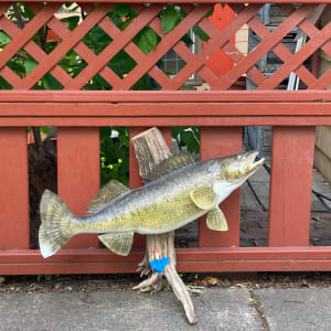 Large Fish mount 