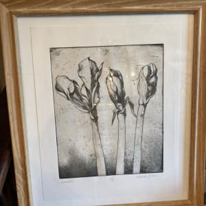 Framed Amarylis etching 