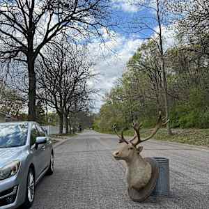 Large Caribou mount, Image 2.