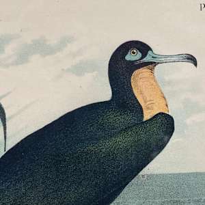 SHRINKWRAPPED early engraving of sea frigate bird 