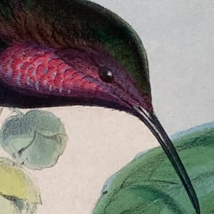 framed J. Gould Hummingbird hand colored stone lithograph 