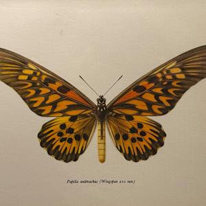framed vintage lithograph butterfly with orange and black 