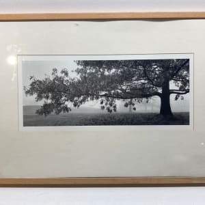Framed original photograph of tree 