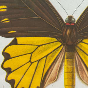framed vintage lithograph butterfly with black and yellow 