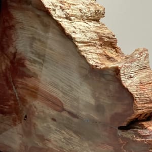 Petrified Sequoia bookends 