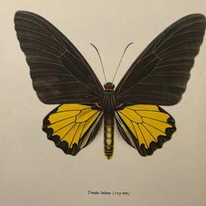 framed vintage lithograph butterfly with black and yellow 