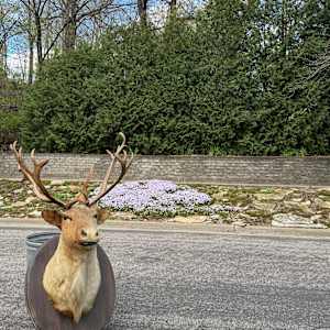 Large Caribou mount, Image 3.