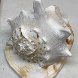 Large Conch shell 
