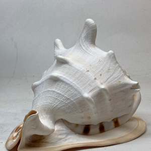 Large Conch shell 