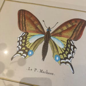Framed hand colored butterflies 