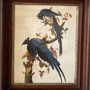 Framed Audubon blue bird print 