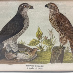 Hand colored 19th century bird engraving 