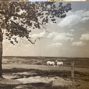 Large framed vintage photograph on board of white horses in Monroe Wisconsin 