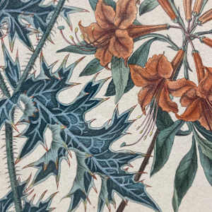 Framed hand colored botanical engraving 